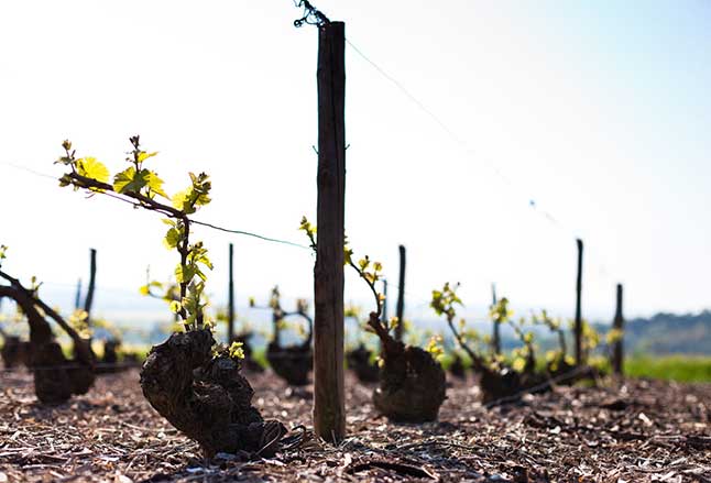 Main de vigneron, Champagne Eric Therrey, Montgeux