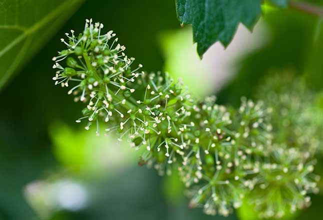 Main de vigneron, Champagne Eric Therrey, Montgeux
