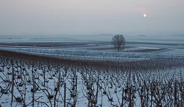 Main de vigneron, Champagne Eric Therrey, Montgeux